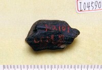 藏品(鹿角)的圖片